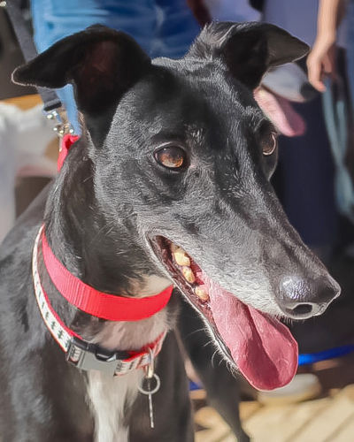 Adopt a Friend: Kimmy