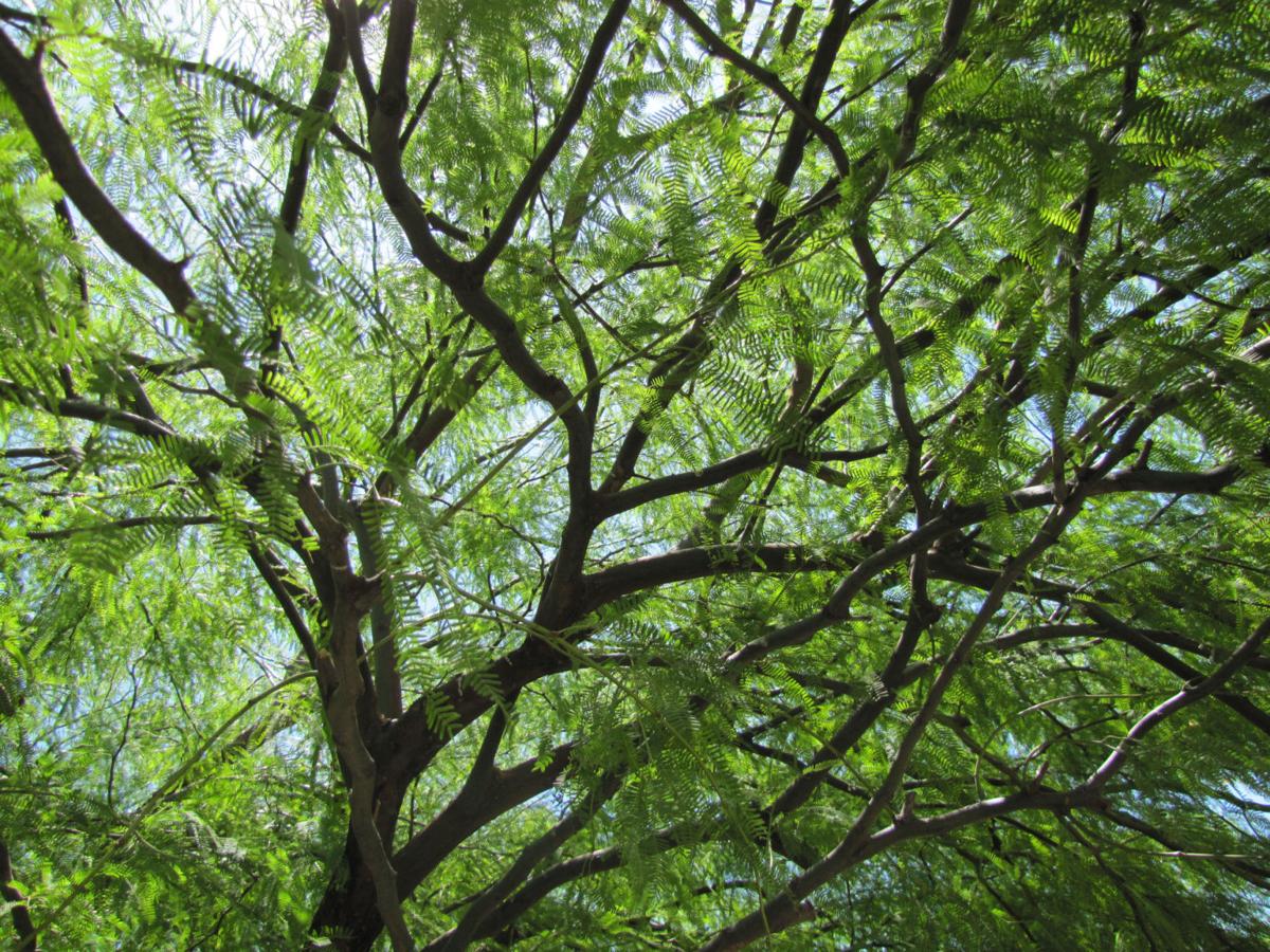 Mesquite canopy