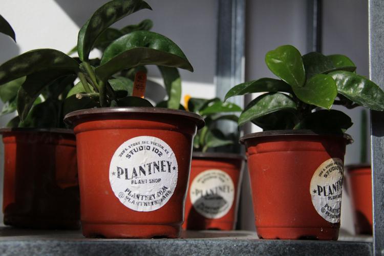 Plantney