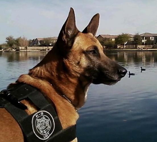 TPD probe says dog was left in car for at least 13/4 hours, not 3 hours    