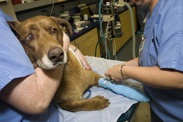 All-service animal clinic    