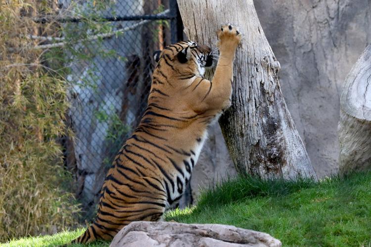 How to put hand cream on a tiger's paws