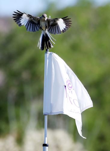 The Golf Club at Vistoso closing