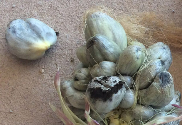 Corn truffle closeup