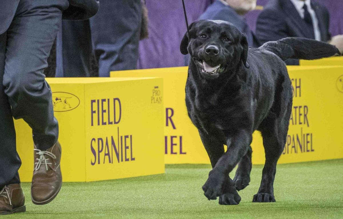 This Year S Ranking Of America S Most Popular Dog Breeds National News Tucson Com