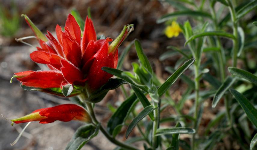 Wildflowers, Tucson, 2022