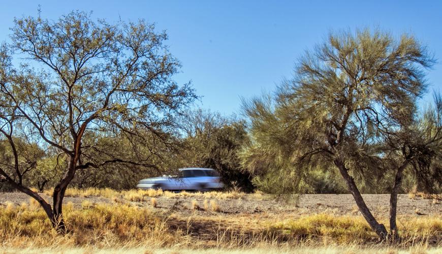 Trees in I-19 median