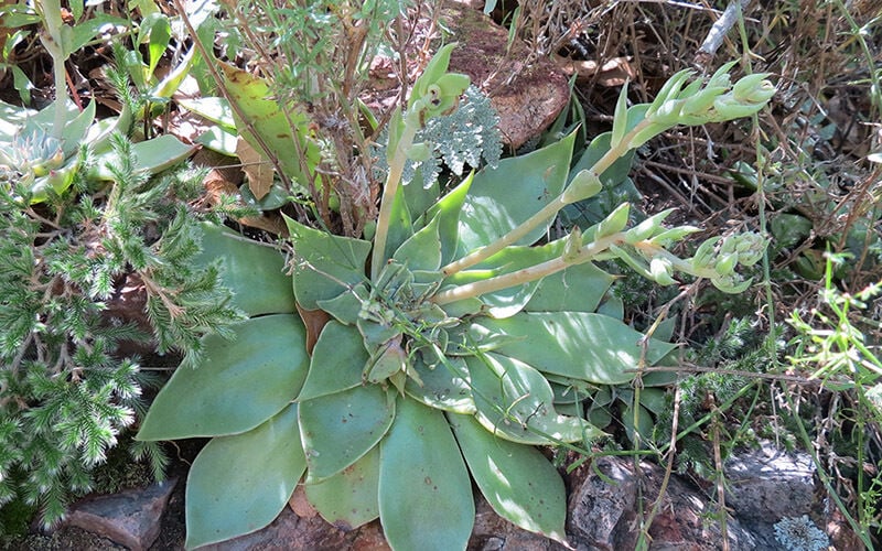 Bartram’s stonecrop