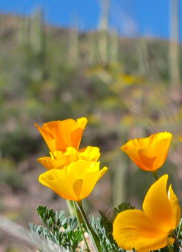 Gates Pass poppies