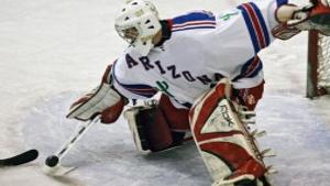 Arizona Icecats Tucson Com