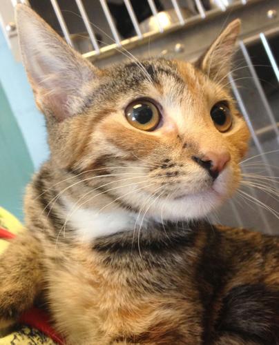 Adopt a Friend: Maki