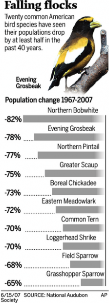 Numbers are down by half for 20 U.S. bird species  