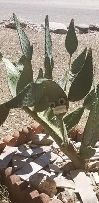 A cautious cactus and pandemic poetry: Tucsonans share coronavirus experiences