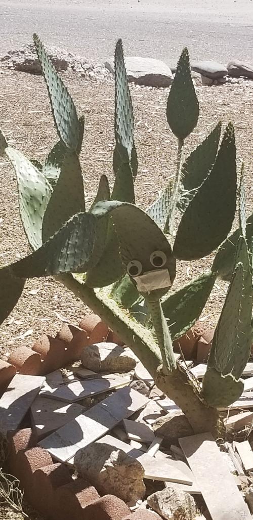 Even the cactus is staying safe