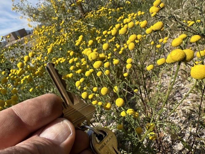 Stinknet: A smelly invasive plaguing Tucson