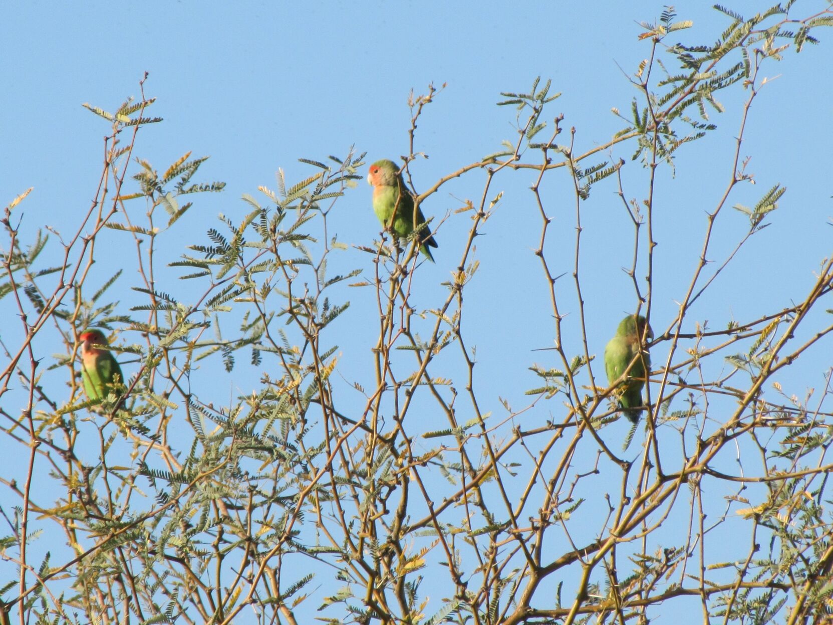 Lovebirds-often-Flock-Together-photo-Bob-Bowers-.JPG