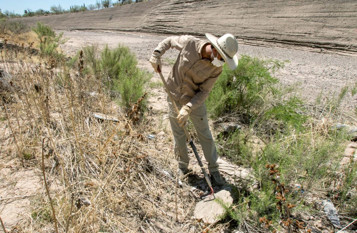 Trees, soil to be removed from Santa Cruz through Tucson ...