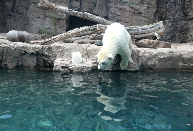 Snow the polar bear