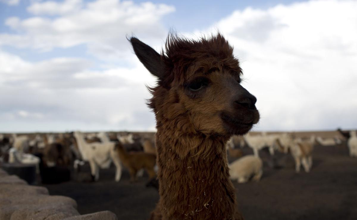 Llama antibodies could help in COVID-19 fight, scientists say | Science ...