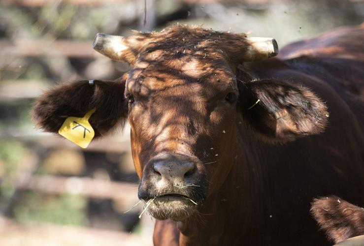 How one Wickenburg cattle ranch puts sustainability at its core