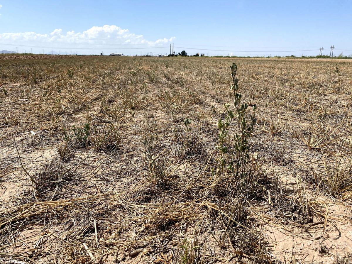 Primaver seca en Arizona