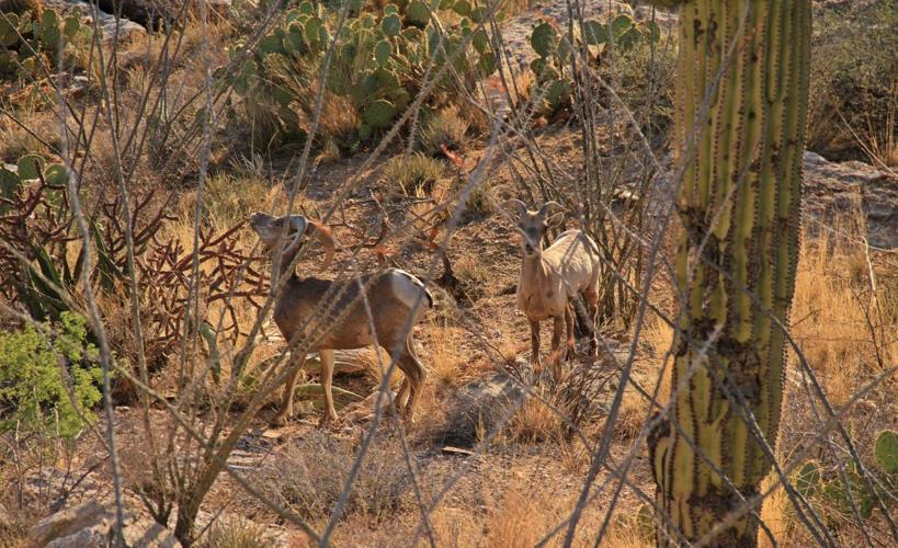 Bighorn sheep on Pontatoc Ridge Trail