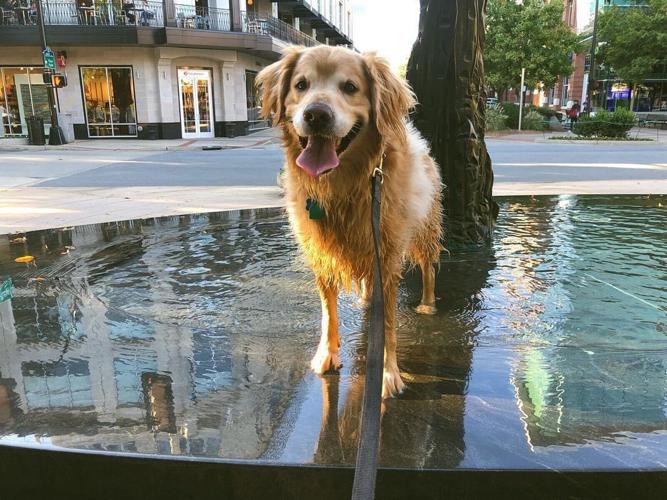 Obituary honors Charlie, the golden retriever that loved everything except stairs. He really hated stairs.