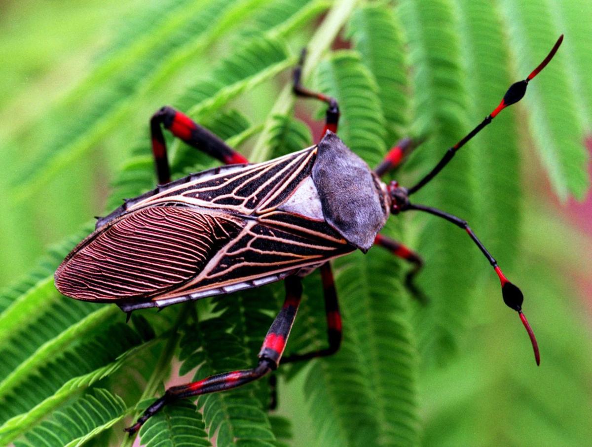 In Tucson, rainy summer has been a bug lover's dream Families