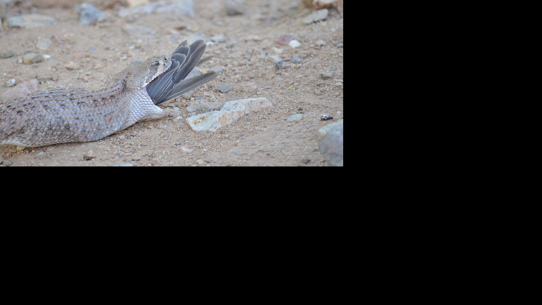 Southern Arizona wildlife photos that will make your skin crawl