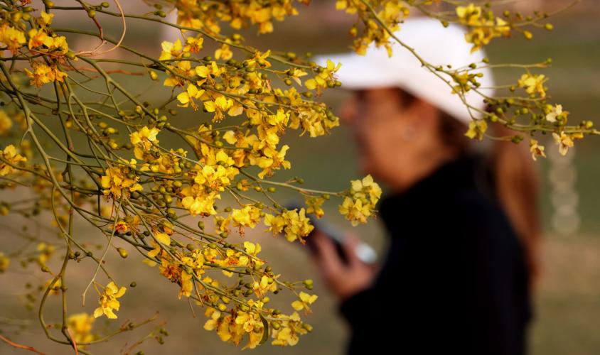 Highly likely Tucson will hit 100 degrees this week