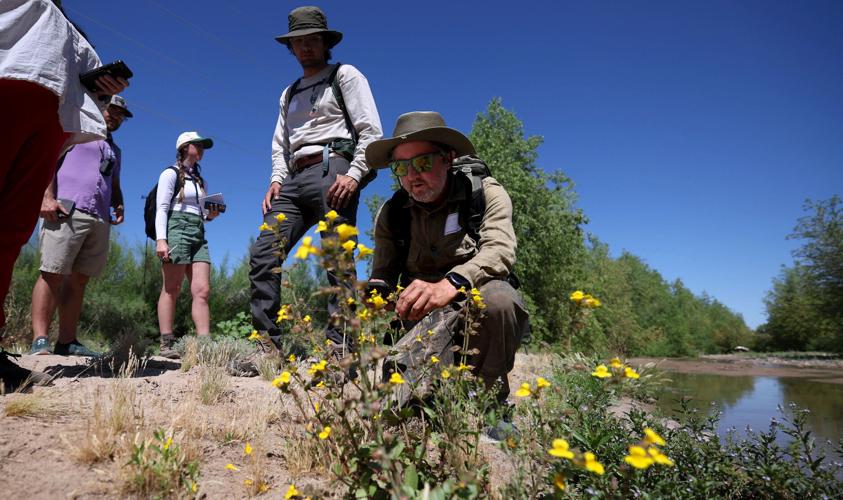 New willow groves, wetland plants grace Santa Cruz River stretch in Tucson