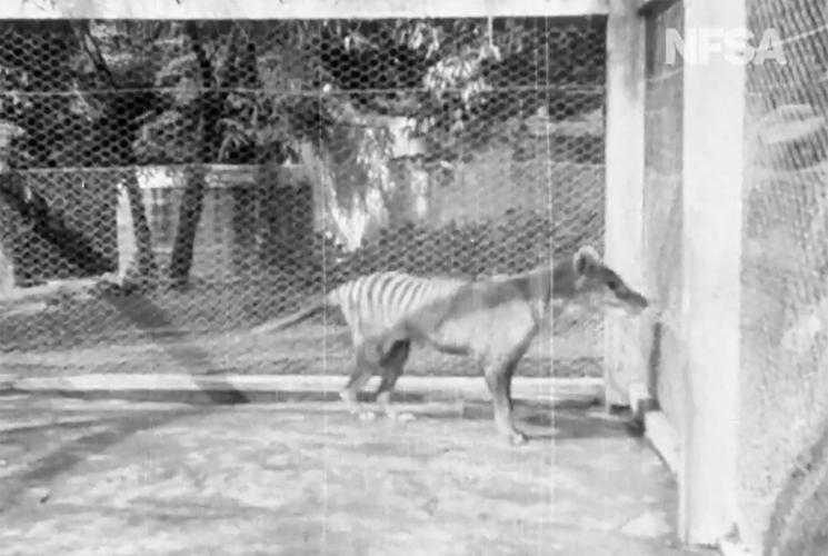 Thylacines