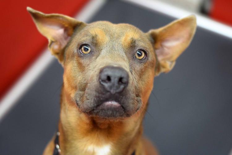 Adopt a friend: Rabai