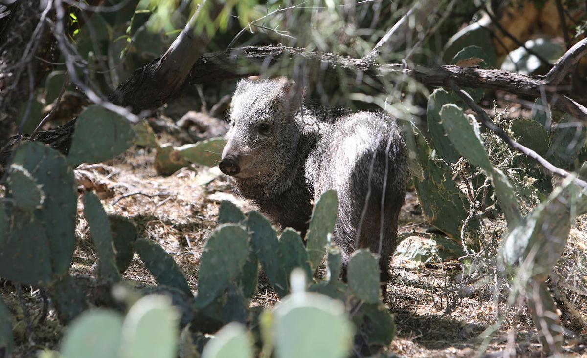 48 photos that prove javelinas are the cuties of the desert Outdoors