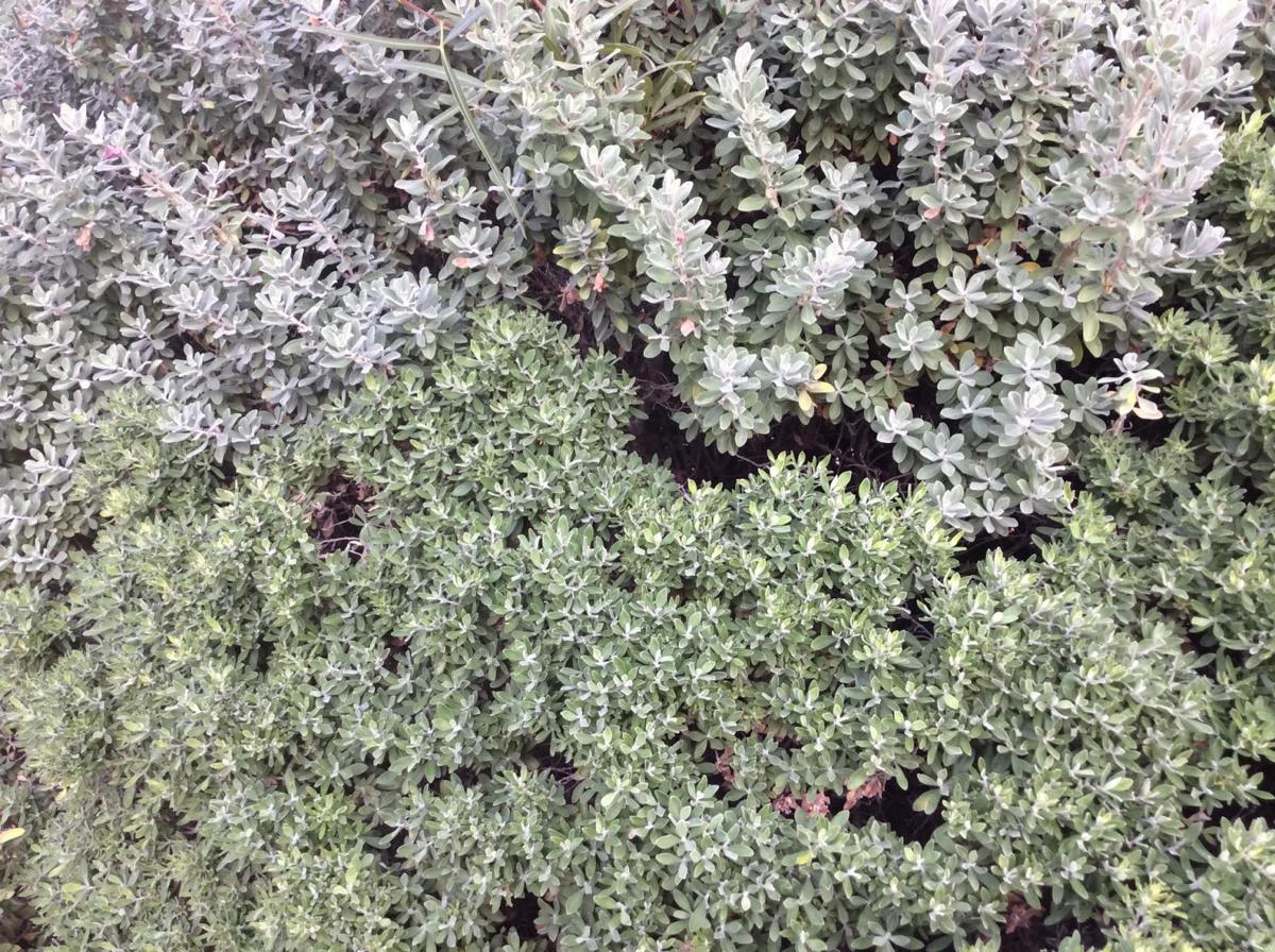 Garden Sage-Texas Ranger