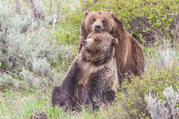 Yellowstone grizzlies, photo by Tom Murphy.png