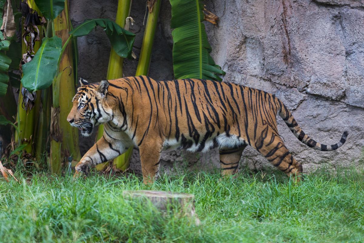 Malayan tiger at Reid Park Zoo euthanized because of health issues