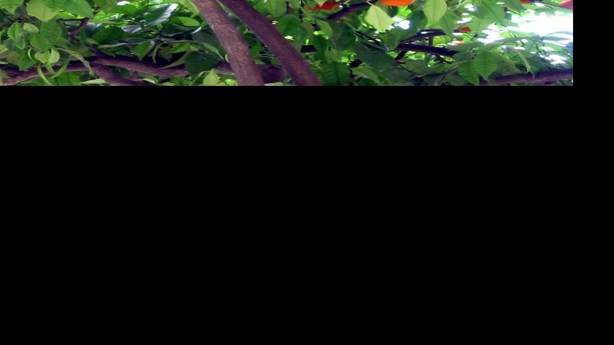 How to fertilize a citrus tree