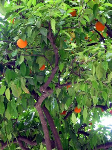 How to fertilize a citrus tree