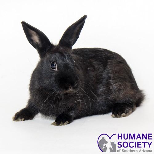 Adopt a friend: Barry