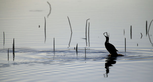 Sandhill Cranes