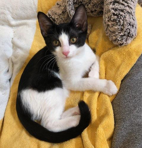 Adopt a friend: Candy