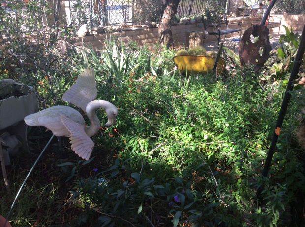 Front yard with wheel barrow
