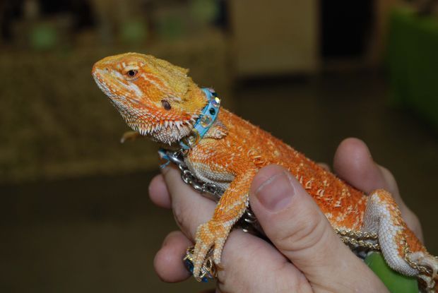 Reptile Man prepares for big show | Leisure | tucson.com