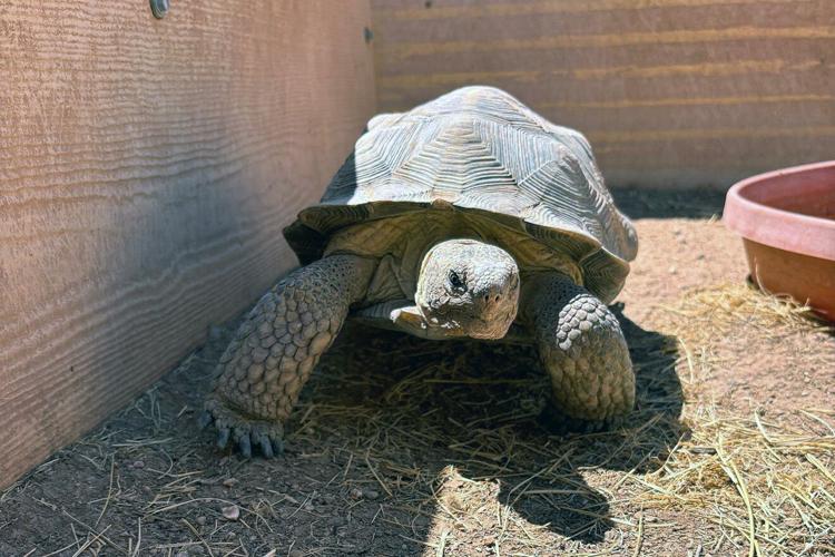 Surrendered desert tortoises need new Arizona homes