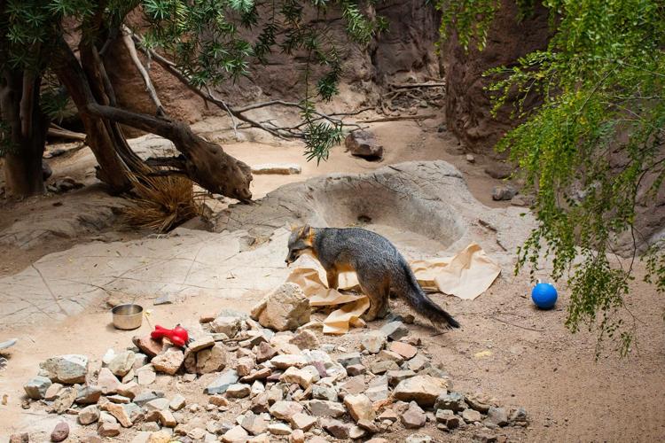 Gray fox at the Arizona-Sonora Desert Museum