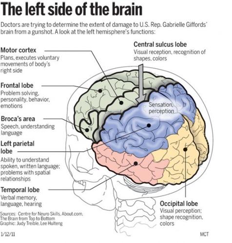 The left side of the brain