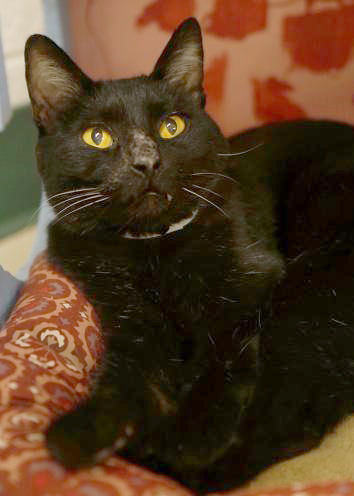 Adopt a Friend: Philomena