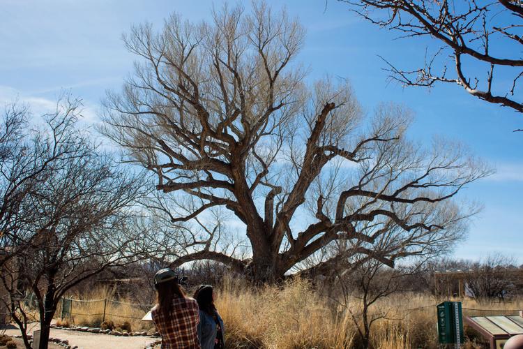 Sierra Vista Cottonwood Tree