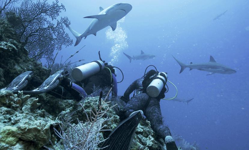 TV - Shark Week